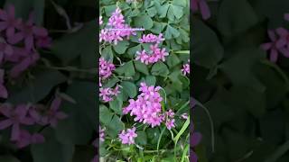 Oxalis corymbosa rosado en griego significa Trébol ☘️ jardin garden flowers hana fleurs [upl. by Naihs]