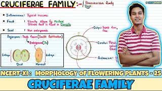 Morphology of Flowering Plants Lec 25 Cruciferae Family Class 11 NEET Neetology [upl. by Alenairam584]