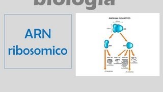 ARN ribosómico [upl. by Netsruk59]