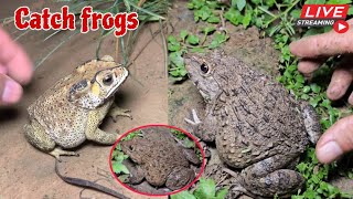 🐸Boing boing catching froggy funny  catch frogs make you laugh  catch frogs for fun part0006 [upl. by Sussi]