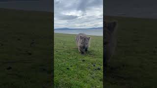 Cute wombat approaches Australian woman and curiously sniffs her phone [upl. by Lanford916]