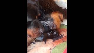 The birth of a dog Rod Failer dog وﻻده mp4 [upl. by Swayder474]