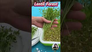 Sprouting lentils increase the nutrient content They are rich in antioxidants and vitamins [upl. by Lindsay]