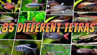 85 Best Tetra Fish Types  Rare amp Common Aquarium Tetras [upl. by Ijic740]