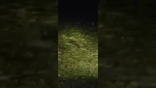 Burbot feeding close to shore burbot rainbowresort canimlake [upl. by Kasey787]