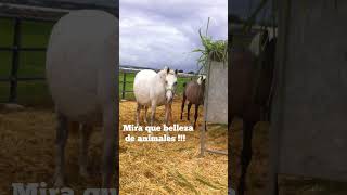 Caballos comiendo Mombasa equinoscolombia [upl. by Sherrard]