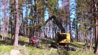 Bull Creek Forestry Tigercat LH822C harvester [upl. by Aziul130]