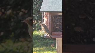 Orangecrowned warbler at the suet feeder [upl. by Blythe]