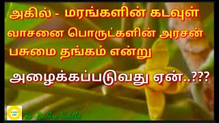 அகில் AquilariaMalaccensis காழ்வை Health Benefitsஅகில் என்றால் என்னஅகில் மரம் Tamilதமிழில் [upl. by Lyrradal155]