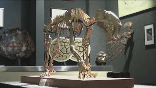 40 millionyearold sabretoothed tiger skeleton up for auction [upl. by Noelc2]