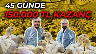 25000 ETLİK CİVCİV 45 GÜNDE KAÇ PARA KAZANDIRIR [upl. by Collin]