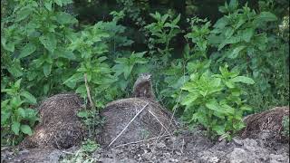 Groundhog AKA Whistle Pig doing an alarm whistle [upl. by Matazzoni]