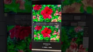 SONY 77” A80J VS SONY A90J EVO VS EVO BEST BUY DEMO [upl. by Doowron]