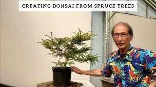 Creating bonsai From Spruce Trees [upl. by Anirdnaxela]