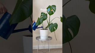 🪴🪴monstera repotting youtubeshorts productiveday foryou [upl. by Thorncombe846]