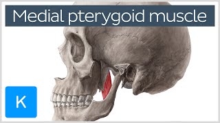 Medial Pterygoid Muscle Origin Insertion Function amp Nerve Supply  Anatomy  Kenhub [upl. by Anayt756]