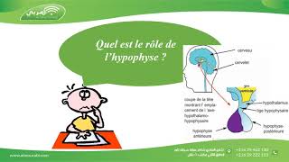 Rôle de lHypophyse dans la Reproduction Humaine  Cours Bac Sciences [upl. by Carolyne]