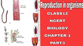 Reproductioninorganisms class12 NCERT Biology Chapter1PART3 Reproductionfor BOARDSNEETUPSC [upl. by Ille]