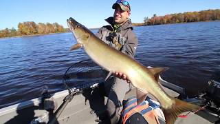 Chippewa Flowage Musky Fishing  Fall Trolling [upl. by Ahsirtap]