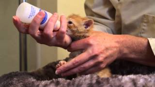 Orphaned Kitten Care How to Videos  How to Bottle Feed an Orphaned Kitten [upl. by Bonar]