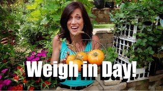 Weigh in Day  The Beefsteak Tomato Challenge 7 [upl. by Ettelloc]