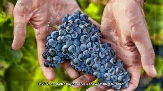 Louis Latour  Pinot Noir from Pierres Dorées vineyards [upl. by Burgwell]