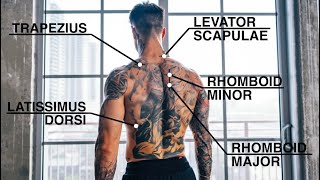 Quick And Effective Back Workout  PullUps Only [upl. by Thacker]