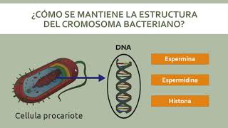 Genética Bacteriana [upl. by Eima]