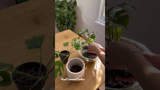 Styling A Rhaphidophora tetrasperma  Houseplants [upl. by Fleck]