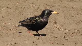 Graur Starling Sturnus vulgaris [upl. by Anirpas]