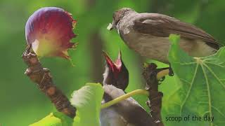 Bulbul bird feeding chicks in the nest [upl. by Anigal5]