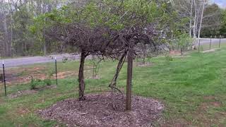 How to Build a Hardy Kiwi Trellis in North Carolina The Perfect Measurements [upl. by Socha187]