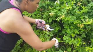 Wild harvesting honeysuckle in the Ozarks [upl. by Zirkle]