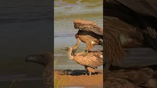 African WhiteBacked Vultures Mating [upl. by Nae392]