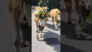 Gstaad Züglete 2024  Alp Horneggli  gstaad switzarland tradition cowparade cow alps suisse [upl. by Eillime207]