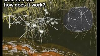 Mycorrhiza II – what is it and how does it work [upl. by Virge]