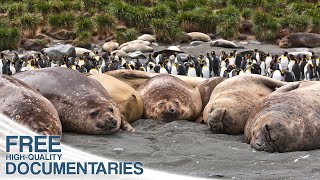 Beautiful Antarctica  Tales from the End of the World [upl. by Ziladnerb773]