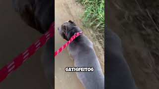 Top 5 vantagens cachorro pets [upl. by Akel141]