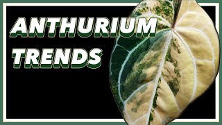 ANTHURIUMS are TAKING OVER  Pretty in Green Documentary [upl. by Bergren]