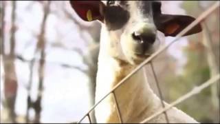 Ziegen die wie Menschen schreien  mähen Goats Scream like Humans [upl. by Den]