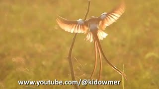 Male PINTAILED WHYDAH  Golden Wings [upl. by Prochoras]