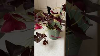 oxalis triangularis houseplants plants indoorplants indoorjungle houseplantchannel [upl. by Ramor631]