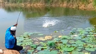 AMAZING FISHING SPORT  3hook Bait For Katala and Rohu Fishes Catching  Best Fishing Video [upl. by Akibma]