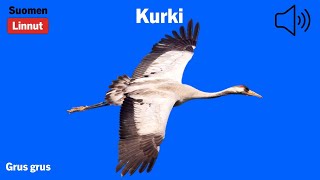 Kurki  Grus grus  Common Crane  trana  GRUGRU [upl. by Viafore]