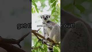 Did You Know RingTailed Lemurs Talk with Their Scent [upl. by Infield]