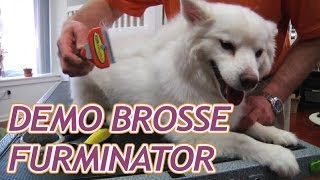 Furminator  Brosse révolutionnaire pour chats et chiens [upl. by Junno169]