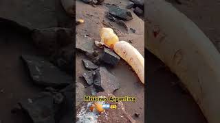 Misiones Argentina 🇦🇷🤠 El mejor lugar del Mundo 🌎 turismo viajar [upl. by Godfry745]