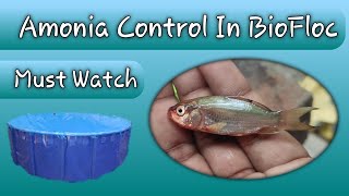 How to control Amonia In Biofloc 🔥🔥 [upl. by Iatnohs]