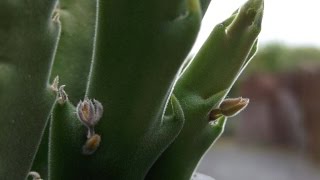 First flower buds ever on my Stapelia hirsuta Succulent plant [upl. by Aylward]