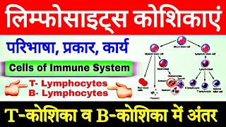 t cells and b cells  Differences between B cells and T cells  t lymphocytes and b lymphocytes [upl. by Ohcirej]